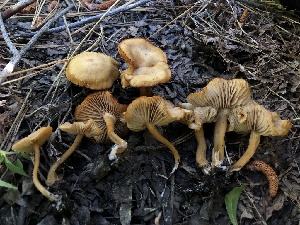  (Rhodophana sp. CA05 - HAY-F-006006)  @11 [ ] by-nc (2023) Dean Lyons Fungal Diversity Survey