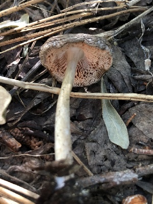  ( - HAY-F-006017)  @11 [ ] by-nc (2023) Dean Lyons Fungal Diversity Survey
