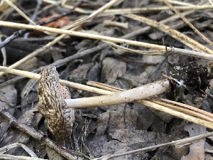  ( - HAY-F-006017)  @11 [ ] by-nc (2023) Dean Lyons Fungal Diversity Survey