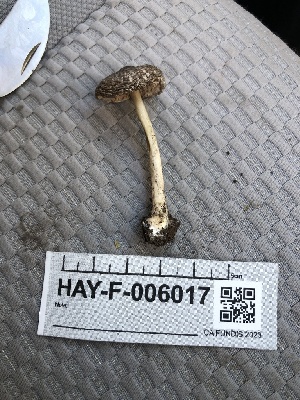  ( - HAY-F-006017)  @11 [ ] by-nc (2023) Dean Lyons Fungal Diversity Survey