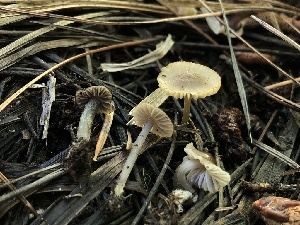  ( - HAY-F-006137)  @11 [ ] by-nc (2023) Dean Lyons Fungal Diversity Survey