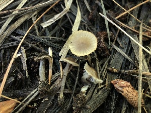  ( - HAY-F-006137)  @11 [ ] by-nc (2023) Dean Lyons Fungal Diversity Survey