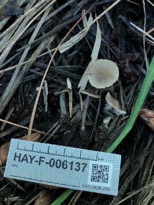  ( - HAY-F-006137)  @11 [ ] by-nc (2023) Dean Lyons Fungal Diversity Survey