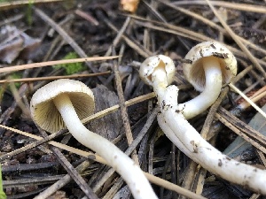  ( - HAY-F-006134)  @11 [ ] by-nc (2023) Dean Lyons Fungal Diversity Survey