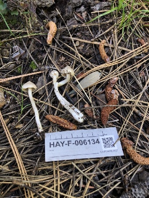  ( - HAY-F-006134)  @11 [ ] by-nc (2023) Dean Lyons Fungal Diversity Survey