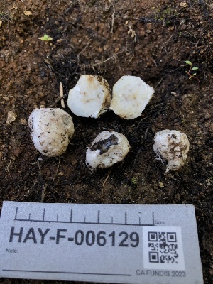  ( - HAY-F-006129)  @11 [ ] by-nc (2023) Dean Lyons Fungal Diversity Survey