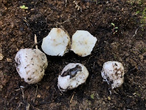  ( - HAY-F-006129)  @11 [ ] by-nc (2023) Dean Lyons Fungal Diversity Survey