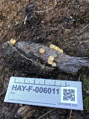  ( - HAY-F-006011)  @11 [ ] by-nc (2023) Dean Lyons Fungal Diversity Survey