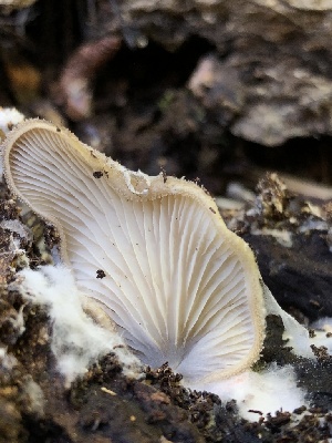  ( - HAY-F-006012)  @11 [ ] by-nc (2023) Dean Lyons Fungal Diversity Survey