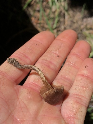 ( - HAY-F-006010)  @11 [ ] by-nc (2023) Dean Lyons Fungal Diversity Survey