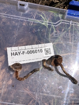  ( - HAY-F-006010)  @11 [ ] by-nc (2023) Dean Lyons Fungal Diversity Survey