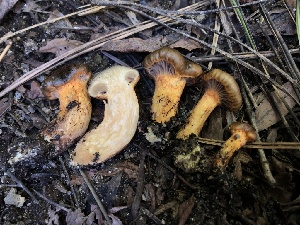  (Chroogomphus sp. ochraceus-BC01 - HAY-F-006157)  @11 [ ] by-nc (2023) Dean Lyons Fungal Diversity Survey