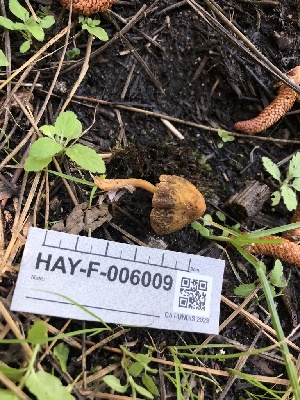  ( - HAY-F-006009)  @11 [ ] by-nc (2023) Dean Lyons Fungal Diversity Survey
