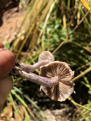  ( - HAY-F-006131)  @11 [ ] by-nc (2023) Dean Lyons Fungal Diversity Survey