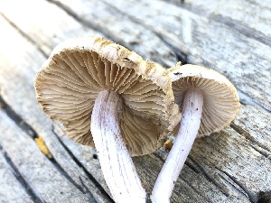  ( - HAY-F-006131)  @11 [ ] by-nc (2023) Dean Lyons Fungal Diversity Survey