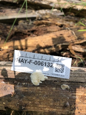  ( - HAY-F-006132)  @11 [ ] by-nc (2023) Dean Lyons Fungal Diversity Survey