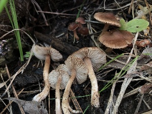  ( - HAY-F-006141)  @11 [ ] by-nc (2023) Dean Lyons Fungal Diversity Survey