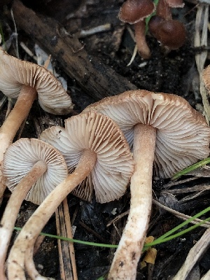  ( - HAY-F-006141)  @11 [ ] by-nc (2023) Dean Lyons Fungal Diversity Survey
