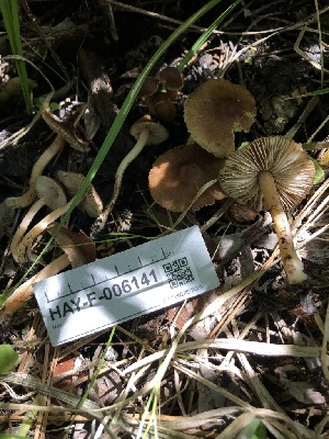  ( - HAY-F-006141)  @11 [ ] by-nc (2023) Dean Lyons Fungal Diversity Survey