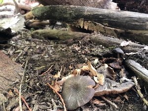  ( - HAY-F-006148)  @11 [ ] by-nc (2023) Dean Lyons Fungal Diversity Survey