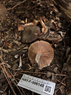  ( - HAY-F-006148)  @11 [ ] by-nc (2023) Dean Lyons Fungal Diversity Survey