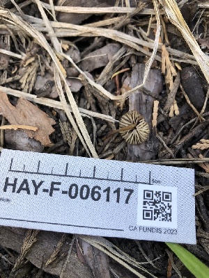  ( - HAY-F-006117)  @11 [ ] by-nc (2023) Dean Lyons Fungal Diversity Survey