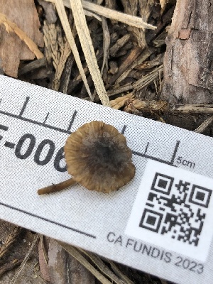  (Mycenella sp. CA01 - HAY-F-006117)  @11 [ ] by-nc (2023) Dean Lyons Fungal Diversity Survey