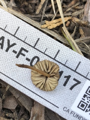  ( - HAY-F-006117)  @11 [ ] by-nc (2023) Dean Lyons Fungal Diversity Survey