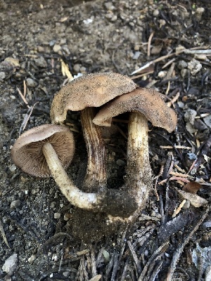  ( - HAY-F-006067)  @11 [ ] by-nc (2023) Dean Lyons Fungal Diversity Survey