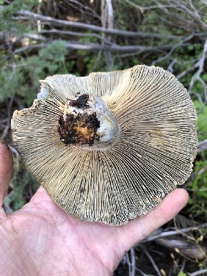  (Lactarius sp. deterrimus-CA01 - HAY-F-006062)  @11 [ ] by-nc (2023) Dean Lyons Fungal Diversity Survey
