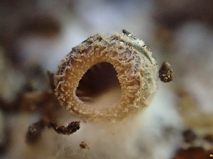  ( - HAY-F-006012)  @11 [ ] by-nc (2023) Dean Lyons Fungal Diversity Survey