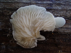  ( - HAY-F-006132)  @11 [ ] by-nc (2023) Dean Lyons Fungal Diversity Survey