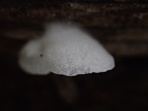  ( - HAY-F-006132)  @11 [ ] by-nc (2023) Dean Lyons Fungal Diversity Survey