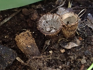  (Cyathus - HAY-F-006146)  @11 [ ] by-nc (2023) Dean Lyons Fungal Diversity Survey