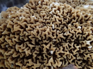  ( - HAY-F-006133)  @11 [ ] by-nc (2023) Dean Lyons Fungal Diversity Survey