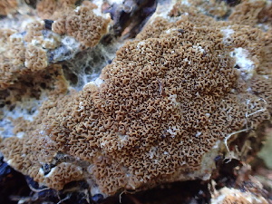  ( - HAY-F-006133)  @11 [ ] by-nc (2023) Dean Lyons Fungal Diversity Survey