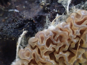  ( - HAY-F-006133)  @11 [ ] by-nc (2023) Dean Lyons Fungal Diversity Survey
