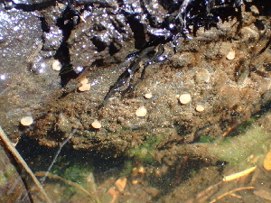  ( - HAY-F-006103)  @11 [ ] by-nc (2023) Dean Lyons Fungal Diversity Survey