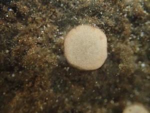  ( - HAY-F-006103)  @11 [ ] by-nc (2023) Dean Lyons Fungal Diversity Survey