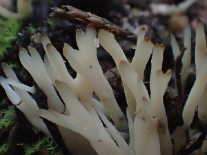  (Tremellodendropsis sp. CA01 - HAY-F-006116)  @11 [ ] by-nc (2023) Dean Lyons Fungal Diversity Survey