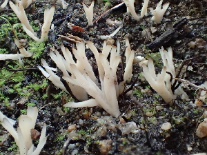  ( - HAY-F-006116)  @11 [ ] by-nc (2023) Dean Lyons Fungal Diversity Survey