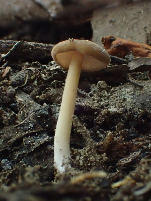  ( - HAY-F-006152)  @11 [ ] by-nc (2023) Dean Lyons Fungal Diversity Survey