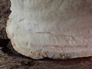  ( - HAY-F-006151)  @11 [ ] by-nc (2023) Dean Lyons Fungal Diversity Survey