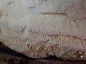  ( - HAY-F-006151)  @11 [ ] by-nc (2023) Dean Lyons Fungal Diversity Survey