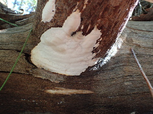  (Fomitopsis flavimontis - HAY-F-006151)  @11 [ ] by-nc (2023) Dean Lyons Fungal Diversity Survey