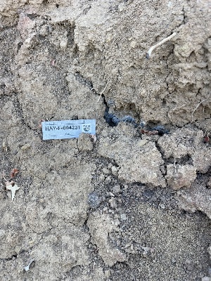  (Scopuloides sp. CA01 - HAY-F-004231)  @11 [ ] by-nc (2023) Jaren Hockert Fungal Diversity Survey