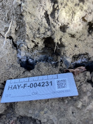  ( - HAY-F-004231)  @11 [ ] by-nc (2023) Jaren Hockert Fungal Diversity Survey