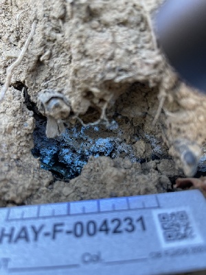  ( - HAY-F-004231)  @11 [ ] by-nc (2023) Jaren Hockert Fungal Diversity Survey
