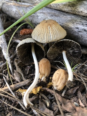  ( - HAY-F-006033)  @11 [ ] by-nc (2023) Dean Lyons Fungal Diversity Survey