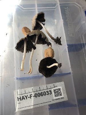  ( - HAY-F-006033)  @11 [ ] by-nc (2023) Dean Lyons Fungal Diversity Survey